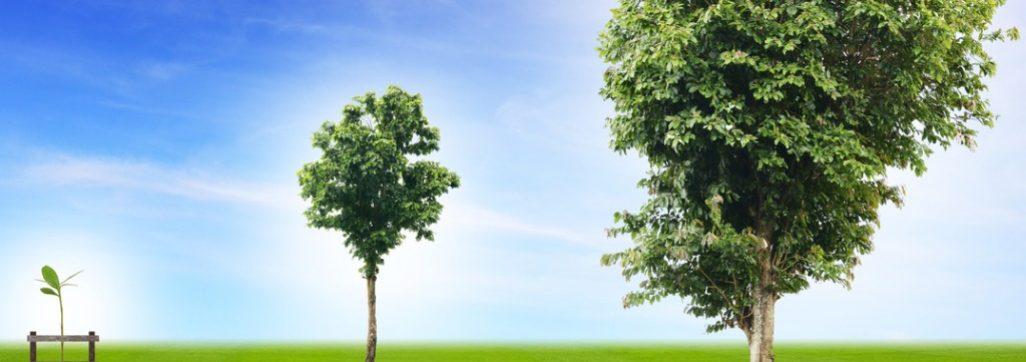 Inage of 3 trees growing up