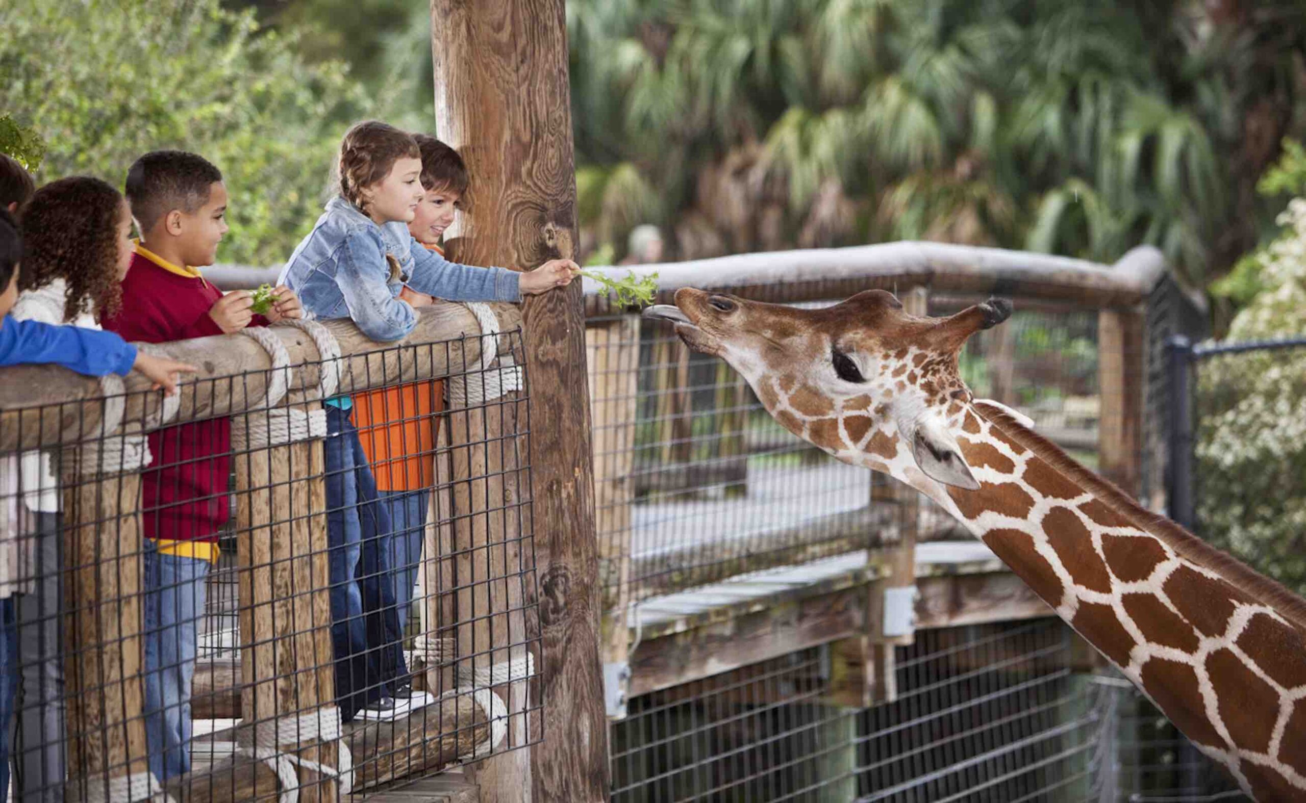 children on field trip feeding a giraffe